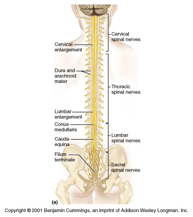Gross Anatomy and Protection - The Central Nervous system