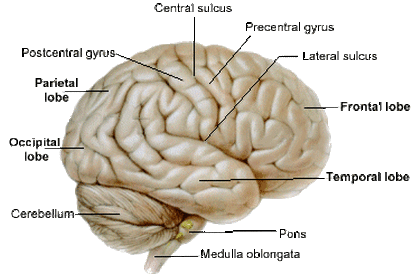 Cerebral Hemispheres - The Central Nervous system